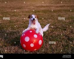 Articles pour chiens